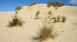 Oregon Dunes Detail